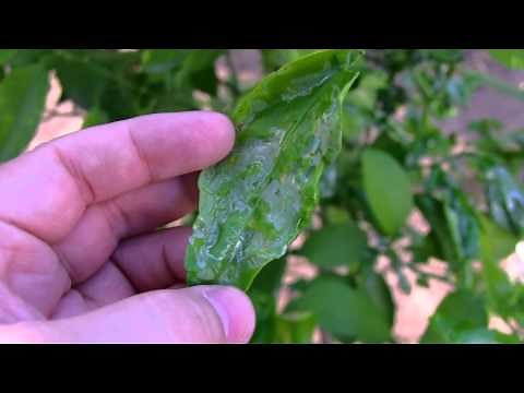 Citrus Tree Desease - Leaf Miner