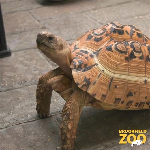 4.9K views · 500 reactions | Target training isn't just for animals at the zoo— you can try it at home, too! Our Animal Ambassador staffers show us how they target train our tortoises. If you have a pet tortoise, why not try these tactics? It's great for their enrichment! #TargetTraining #Tortoise #NationalPetDay | Brookfield Zoo Chicago | Facebook