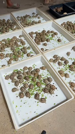 80K views · 2.3K reactions | A herd of tortoises  Strong and good eaters. | TurtleNest Diaries | Facebook