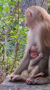 Mom checking newborn monkey | Newly Monkey Reel