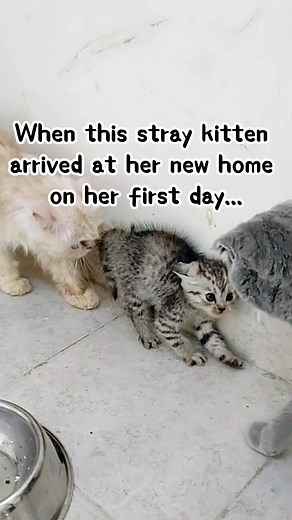 Helping Stray Cats: A Story of Love and Compassion