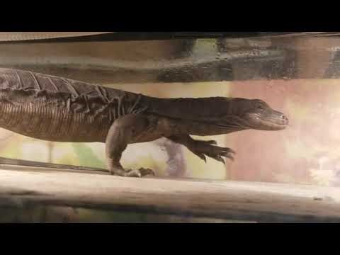 BLACK DRAGON NEW SLATE big boy basking baby asian water monitor NYX #LIZARD