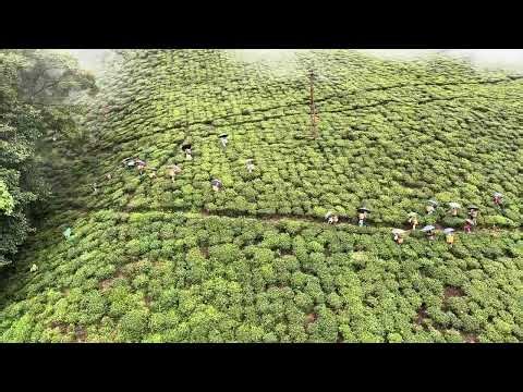 Darjeeling Tea Garden View from Ropeway | Gardener Plucking Tea Leaves | Scenic Vlog
