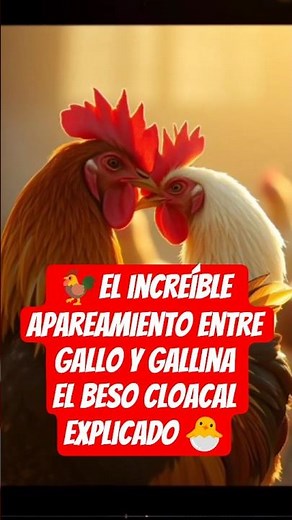 🐓🥚 El increíble apareamiento entre gallo y gallina | Beso cloacal explicado 🐣