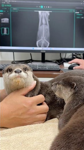 Unexpectedly Human: Two Otters' Medical Exam😳😳 #shorts