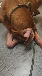 55K views · 1.2K reactions | How could you let him get like this? How...