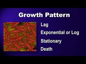 The 4 Phases of Fermentation (GFP Fermentation part 1 of 6)