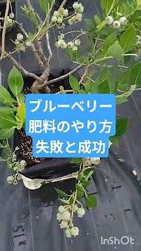 ブルーベリー育て方実がならない窒素肥料の過剰や強すぎる剪定が原因です。根から葉への栄養成長を抑え、花芽をつける生殖成長へとバランスをシフトさせる栽培管理が必要です 原因窒素肥料のやりすぎ 枝や葉を