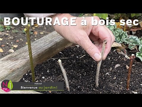 Taking cuttings in winter is easy: how and with which plants to make hardwood cuttings