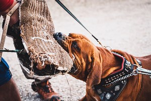 How to train a BOERBOEL dog