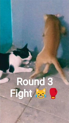 Tiny Boxers 🥊 3rd Round | Orange Kitten vs Rani Cat 😹🔥#kittens #catshorts