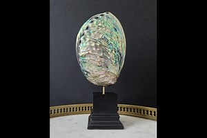 Abalone Sea Shell, Wooden Stand H : 7.9 Inch | Home Staging Curiosity | Placeoddity - Etsy