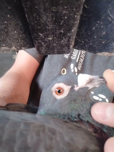 Pickman - Lean boors - Horemans - Gavibandenabelle uno de mis cuervos #pigeon