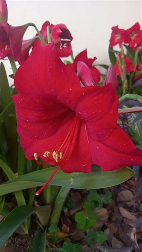 Beauty Of Red Spring Flowers #spring