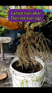 127 reactions · 137 comments | Lanjut cuci akar dan nolkan lagi Krn tumbuh akar gak sesuai harapan...  #wrightiaReligiosa #bonsaitre #antingPutri #fyp | Karimun Java | Facebook