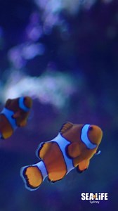Experience the magic of Day & Night on the Reef at SEA LIFE Sydney Aquarium! | SEA LIFE Sydney Aquarium | Facebook