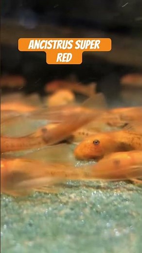 Ancistrus Super Red #pleco #ancistrus #loricariidae #l144 #catfish #fish
