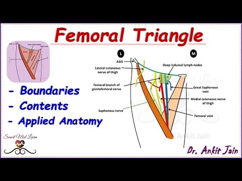 Femoral triangle / Anatomy / Simplified - Boundaries, Contents and Clinical Anatomy