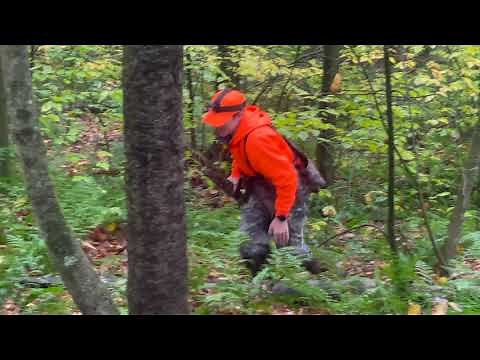 How To Hunt Porcupines