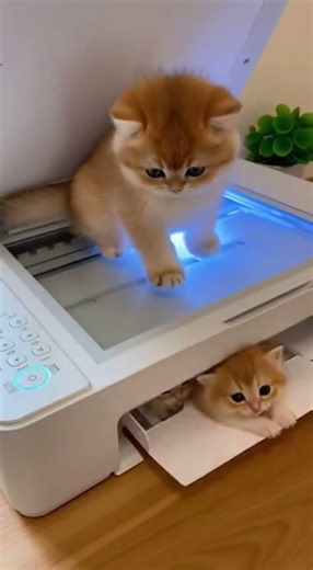 Cat copy machine 🐈📠