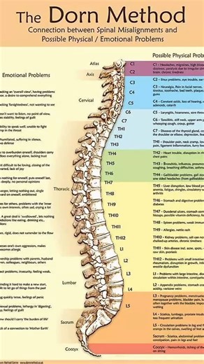 Even Christopher Reeves, who played Superman in the 90s, can attest to this photo displaying the direct connection between each vertebra and your body’s organs. When he was thrown from his horse his vertebrae was only off by .5 mm yet he became a quadriplegic for the rest of his life. Frequencies can help the body to reset the spine. Book your sessiontoday at aspenwellnessfrequency.com. #frequency #spine #reset #vertebrae #organ | Aspen Wellness Frequencies