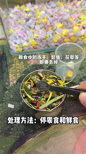 Cure Golden Bear's Diarrhea: Home Remedies & Care Guide