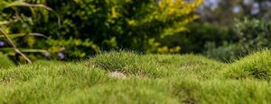 How To Smooth a Bumpy Lawn - Best Home Gear