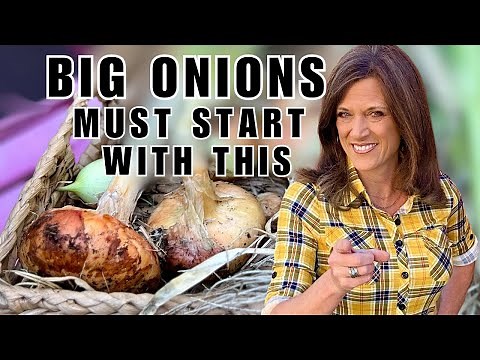 Growing BIG Onions From Seed MUST Start With This ONE Thing!