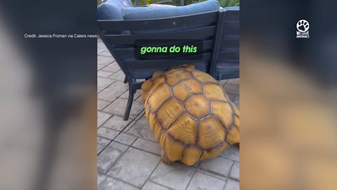 Unstoppable tortoise rushes to save his stuck ball