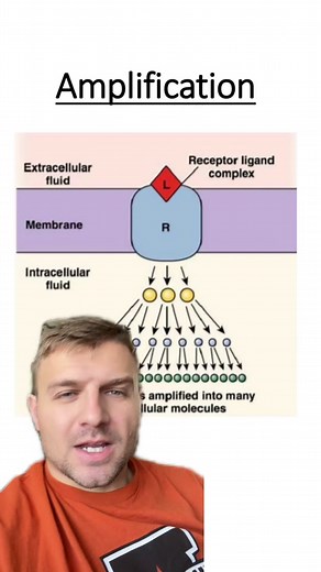 Amplification in Cell Communication Explained