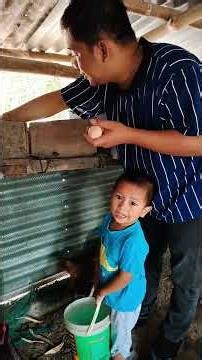 Benepisyo sa backyard chicken farming #agriculture #pig #chicken