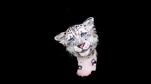 540K views · 10K reactions | I turned into a Snow Leopard in this epic animal transformation! | Jo Steel | Facebook