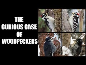 The Curious Case Of Woodpeckers That Look Alike
