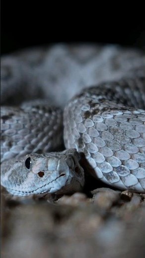 How Dangerous Are Baby Rattlesnakes? #snake #wildlife #reptiles #animal
