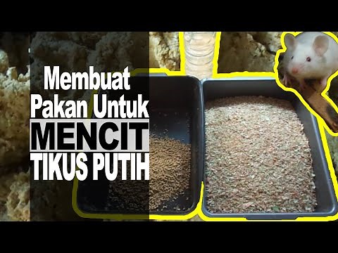 Cara Membuat Pakan Mencit Tikus Putih Dengan Roti