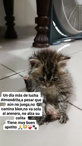 9.1K views · 1.3K reactions | Almendrita les envía un miauuuuu lleno...