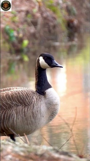 Why Swans Are Nature’s Most Elegant Birds 🦢 | Amazing Swan Facts | Swan