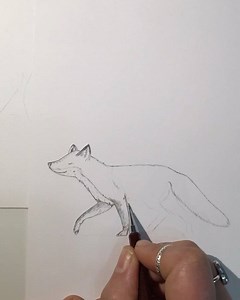 30K views · 907 reactions | How to draw a fox  . . . #pencil #illustration #fox #vulpesvulpes #drawing #timelapse #instavideo #kidlit #kidlitart #bristolboard #0.3 | Sandra Dieckmann | Facebook