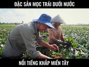 4.5M views · 112K reactions | Đặc sản mọc trái dưới nước, nổi tiếng...