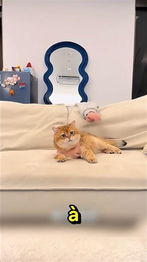 The mischievous girl played a prank on her cat