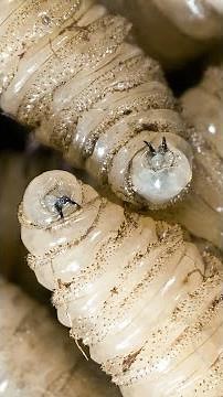 What is the New World Screwworm? (And how it got to Texas)
