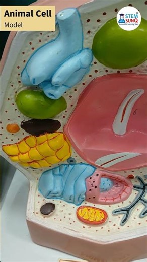 Animal Cell Model - Science (Biology) Lab Material