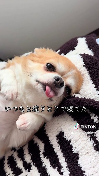 #犬 #いぬ #いぬすたぐらむ #犬のいる暮らし #チワワ
