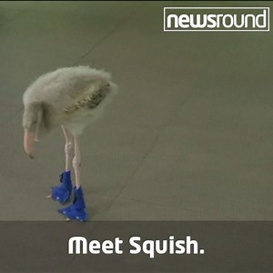 Squish the flamingo hatched from an abandoned egg and needs little booties to walk around the zoo! 💚 (Via CBBC Newsround) | BBC Earth