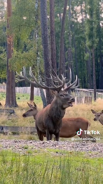 elk meeting new video #USA UnitedStates #American Animals #WildlifeUSA USNature #AnimalsOf America #AnimalTok WildlifeTok