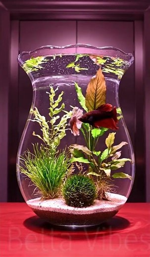 Cute betta fish Light Brown & Dark Brown #bettafish #aquarium