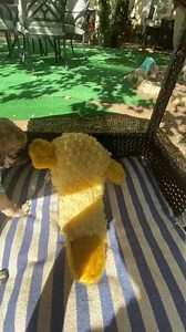 CHIP GAVE ME A SCARE TODAY. 😫💙 I was just about to post this video of their first outdoor adventure for you but then Chip was acting really strange after eating and I drove like a maniac to the ER. He's fine. He's home. Nothing technically wrong was found. But after his history of fainting I just wanted to make sure. He is still just a little guy so I'm watching carefully. There may be a trachea issue but he is so tiny he may grow out of it .. I'm watching, stressing, you know me. Nonetheless.