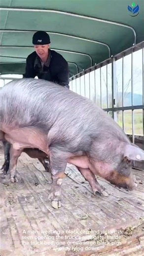 Unbelievable Size: Farm Worker Loads a GIANT Black Hog 🤯