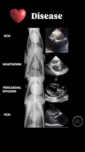 Veterinary heart disease can look very different depending on the cause. This is a fun side by side comparison of xrays and echos. 🩻 Comment " xray " for more helpful veterinary notes! #vetmedstudent #veterinarv #veterinarvmedicine #vettech #veterinarvcardiology | vet.helpful.notes
