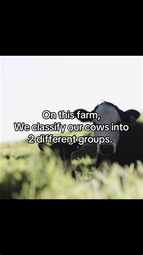 Understanding Cow Classification on the Farm